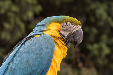 Blue and Gold  macaws perched on tree branch