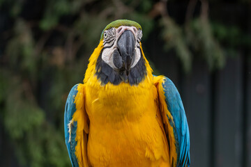 Blue and Gold  macaw full frontal portrait  perched on tree branch