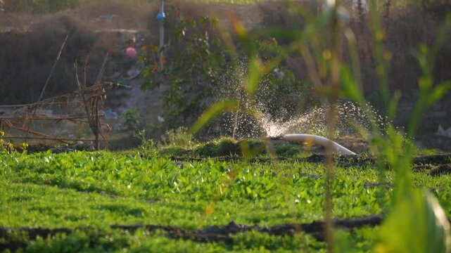 Irrigation on a vegetable field with a pump water through a pipe sprinkling and flowing all over the field.