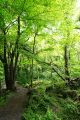 Naklejka premium refreshing spring forest with fine path