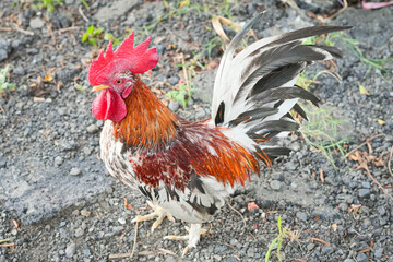 rooster in the farm