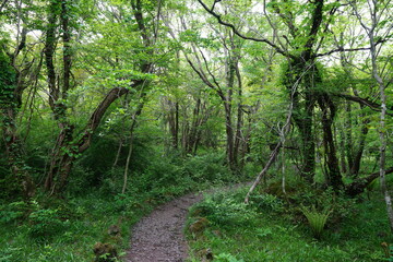 Fototapeta premium fine spring path through fresh ferns and old trees