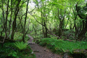 Obraz premium fine spring path through fresh ferns and old trees