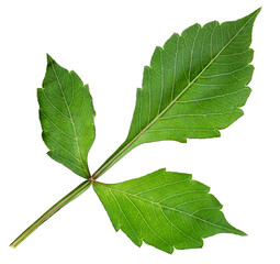 isolated green dahlia leaf. herbarium.