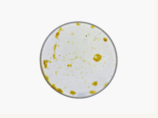 Coscinodiscus is a species of diatom which belongs to a group of ocean algae—phytoplankton. Coscinodiscus is photosynthetic using light to produce organic matter.