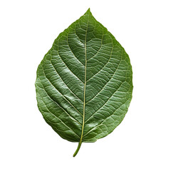 Obraz premium Green single leaf on white and transparent background. PNG cutout.