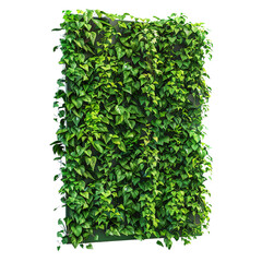 Obraz premium Green Wall of Ivy
