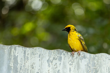 Southern masked weaver bird perched on fence