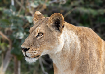 Lioness profile in Botswana