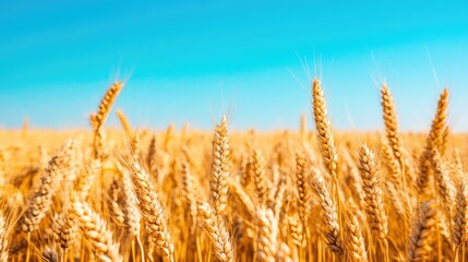 Fototapeta premium Vibrant autumn scenery featuring a golden wheat field Lush ripe wheat ears ready for harvest under a clear blue sky