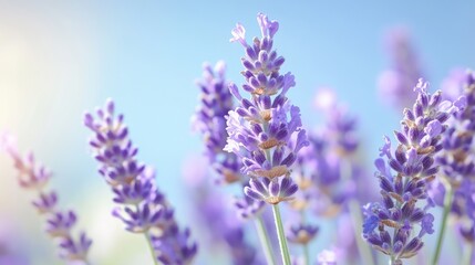 Lavender blossoms with a clear blue sky in the background captured in close up Represents aromatherapy and relaxation themes