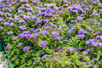 Blooming Floss flowers (Ageratum houstonianum) in blue fluff haired corymbs shapes. Purple flowers in the summer garden.