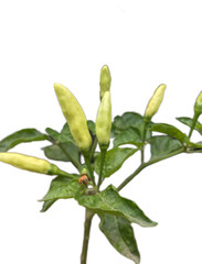 Small green chilies in their growing stage still on the tree, isolated on a white background