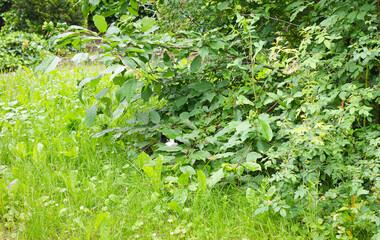 Fototapeta premium Cat hiding in the bushes