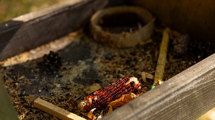 A finely crafted wooden bird feeder containing a corn on the cob