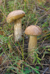 The majestic bolete (Leccinum scabrum) emerges from the forest floor. It's summer, time to pick mushrooms.