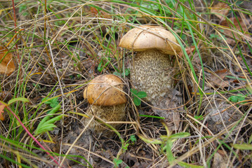 The majestic bolete (Leccinum scabrum) emerges from the forest floor. It's summer, time to pick mushrooms.