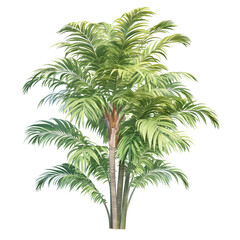 Fototapeta premium Isolated Palm Tree