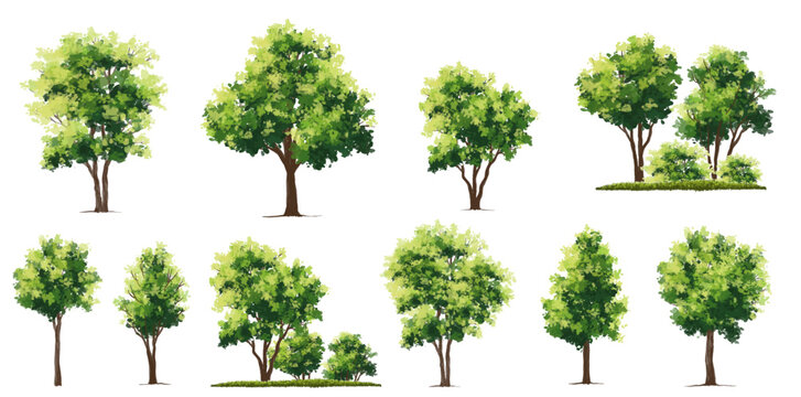 Vector of green tree side view isolated on white background ,watercolor tree elevation for landscape concept,environment scene,eco design, garden for spring