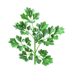 Fresh Green Parsley Sprig