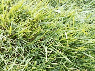 close up of green grass