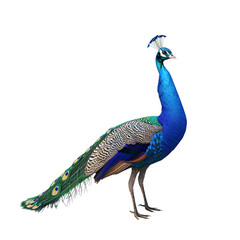Obraz premium Peacock on a Black Background