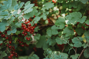 Ripe red currants in a garden with natural green background