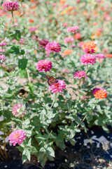 Vibrant pink and fuchsia zinnias
