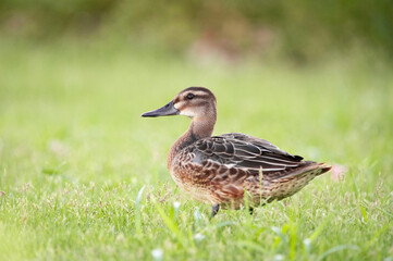 Whooping duck (lat. Mareca strepera) is a species of the duck family