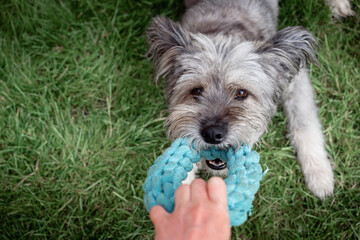 dog is playing and trying to snatch toy ring from his owner hands