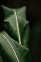 green leaves of corn after rain