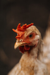 close-up photo of domestic chicken