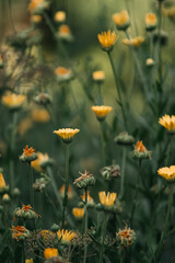 many yellow flowers on a green background