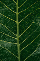 texture of a leaf after rain close up