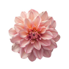 Fototapeta premium Pink Dahlia Flower Blossom