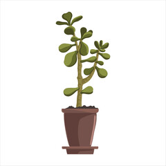vector drawing house plant in pot, money tree, Crassula ovata, succulent isolated at white background, hand drawn illustration