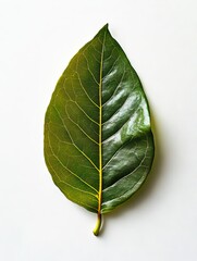 A green leaf on a white surface