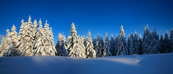 Panoramic Winter Wonderland with Spruce Tree Forest Covered by Snow under blue sky in the warm light of the setting sun