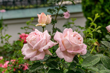 Close up of rose flowers covered in raindrops. The background is lush and green. Pink rose grows in the garden.