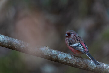 色鮮やかなオーストラリアの野鳥