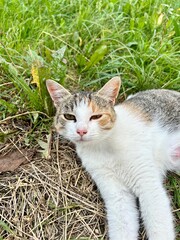 tired spotted cat lies on the grass
