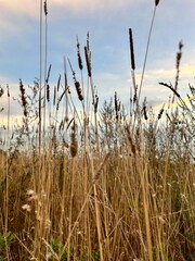 Dry herbs on a clear autumn day