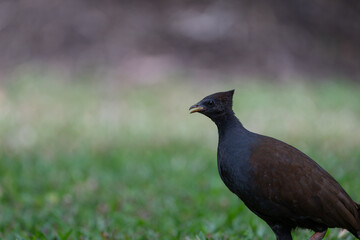 色鮮やかなオーストラリアの野鳥