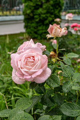 Close up of rose flowers covered in raindrops. The background is lush and green. Pink rose grows in the garden.