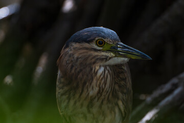 色鮮やかなオーストラリアの野鳥