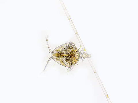 Copepod (Zooplankton) are a group of small crustaceans found in marine and freshwater habitat. Some copepods species are planktonic some are benthic.