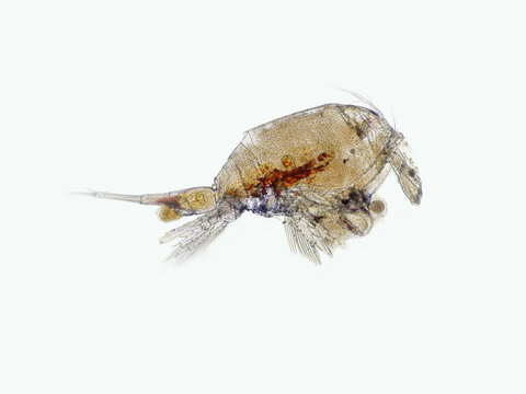 Copepod (Zooplankton) are a group of small crustaceans found in marine and freshwater habitat. Some copepods species are planktonic some are benthic.