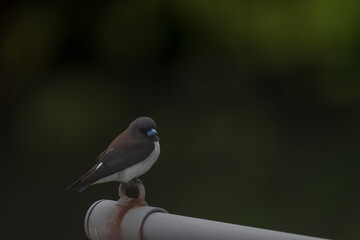 色鮮やかなオーストラリアの野鳥