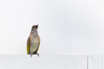 色鮮やかなオーストラリアの野鳥