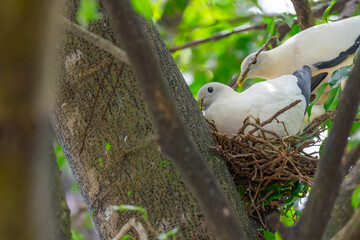 色鮮やかなオーストラリアの野鳥